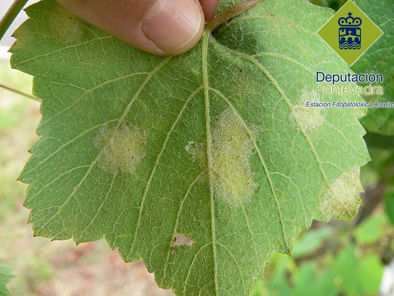 Esporulación de mildiu en manchas nuevas de planta testigo.jpg
